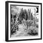 ¡Viva Mexico! Square Collection - Cardon Cactus B&W III-Philippe Hugonnard-Framed Photographic Print