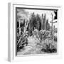 ¡Viva Mexico! Square Collection - Cardon Cactus B&W III-Philippe Hugonnard-Framed Photographic Print