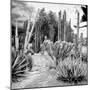 ¡Viva Mexico! Square Collection - Cardon Cactus B&W III-Philippe Hugonnard-Mounted Photographic Print