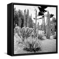 ¡Viva Mexico! Square Collection - Cardon Cactus B&W IV-Philippe Hugonnard-Framed Stretched Canvas