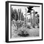 ¡Viva Mexico! Square Collection - Cardon Cactus B&W IV-Philippe Hugonnard-Framed Photographic Print