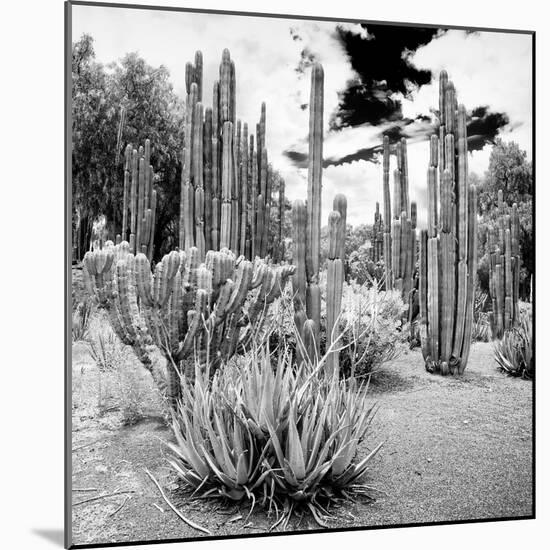 ¡Viva Mexico! Square Collection - Cardon Cactus B&W IV-Philippe Hugonnard-Mounted Photographic Print