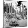 ¡Viva Mexico! Square Collection - Cardon Cactus B&W IV-Philippe Hugonnard-Mounted Photographic Print
