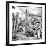 ¡Viva Mexico! Square Collection - Cardon Cactus B&W V-Philippe Hugonnard-Framed Photographic Print