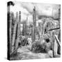 ¡Viva Mexico! Square Collection - Cardon Cactus B&W V-Philippe Hugonnard-Stretched Canvas