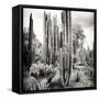 ¡Viva Mexico! Square Collection - Cardon Cactus B&W VI-Philippe Hugonnard-Framed Stretched Canvas