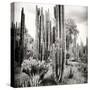 ¡Viva Mexico! Square Collection - Cardon Cactus B&W VI-Philippe Hugonnard-Stretched Canvas