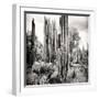 ¡Viva Mexico! Square Collection - Cardon Cactus B&W VI-Philippe Hugonnard-Framed Photographic Print