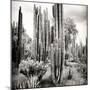 ¡Viva Mexico! Square Collection - Cardon Cactus B&W VI-Philippe Hugonnard-Mounted Photographic Print