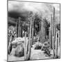 ¡Viva Mexico! Square Collection - Cardon Cactus B&W-Philippe Hugonnard-Mounted Photographic Print