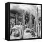 ¡Viva Mexico! Square Collection - Cardon Cactus B&W-Philippe Hugonnard-Framed Stretched Canvas