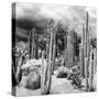 ¡Viva Mexico! Square Collection - Cardon Cactus B&W-Philippe Hugonnard-Stretched Canvas