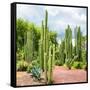 ¡Viva Mexico! Square Collection - Cardon Cactus II-Philippe Hugonnard-Framed Stretched Canvas