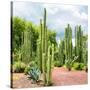 ¡Viva Mexico! Square Collection - Cardon Cactus II-Philippe Hugonnard-Stretched Canvas