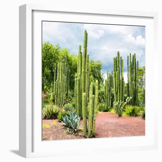 ¡Viva Mexico! Square Collection - Cardon Cactus II-Philippe Hugonnard-Framed Photographic Print