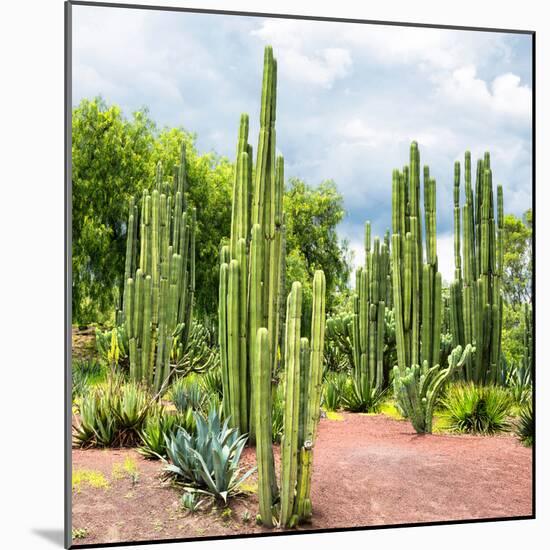 ¡Viva Mexico! Square Collection - Cardon Cactus II-Philippe Hugonnard-Mounted Photographic Print