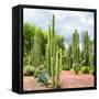 ¡Viva Mexico! Square Collection - Cardon Cactus II-Philippe Hugonnard-Framed Stretched Canvas