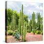 ¡Viva Mexico! Square Collection - Cardon Cactus II-Philippe Hugonnard-Stretched Canvas