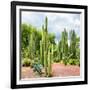 ¡Viva Mexico! Square Collection - Cardon Cactus II-Philippe Hugonnard-Framed Photographic Print