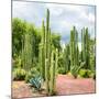 ¡Viva Mexico! Square Collection - Cardon Cactus II-Philippe Hugonnard-Mounted Photographic Print