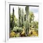¡Viva Mexico! Square Collection - Cardon Cactus IX-Philippe Hugonnard-Framed Photographic Print