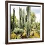 ¡Viva Mexico! Square Collection - Cardon Cactus IX-Philippe Hugonnard-Framed Photographic Print