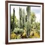 ¡Viva Mexico! Square Collection - Cardon Cactus IX-Philippe Hugonnard-Framed Photographic Print