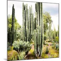 ¡Viva Mexico! Square Collection - Cardon Cactus IX-Philippe Hugonnard-Mounted Photographic Print