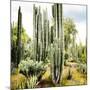 ¡Viva Mexico! Square Collection - Cardon Cactus IX-Philippe Hugonnard-Mounted Photographic Print