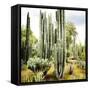 ¡Viva Mexico! Square Collection - Cardon Cactus IX-Philippe Hugonnard-Framed Stretched Canvas