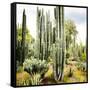 ¡Viva Mexico! Square Collection - Cardon Cactus IX-Philippe Hugonnard-Framed Stretched Canvas