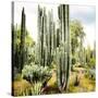 ¡Viva Mexico! Square Collection - Cardon Cactus IX-Philippe Hugonnard-Stretched Canvas