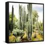 ¡Viva Mexico! Square Collection - Cardon Cactus IX-Philippe Hugonnard-Framed Stretched Canvas