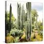 ¡Viva Mexico! Square Collection - Cardon Cactus IX-Philippe Hugonnard-Stretched Canvas