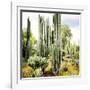 ¡Viva Mexico! Square Collection - Cardon Cactus IX-Philippe Hugonnard-Framed Photographic Print