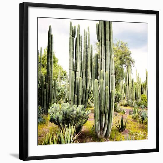 ¡Viva Mexico! Square Collection - Cardon Cactus IX-Philippe Hugonnard-Framed Photographic Print