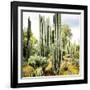 ¡Viva Mexico! Square Collection - Cardon Cactus IX-Philippe Hugonnard-Framed Photographic Print