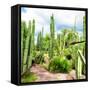 ¡Viva Mexico! Square Collection - Cardon Cactus V-Philippe Hugonnard-Framed Stretched Canvas