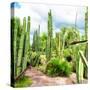 ¡Viva Mexico! Square Collection - Cardon Cactus V-Philippe Hugonnard-Stretched Canvas