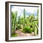 ¡Viva Mexico! Square Collection - Cardon Cactus V-Philippe Hugonnard-Framed Photographic Print