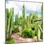 ¡Viva Mexico! Square Collection - Cardon Cactus V-Philippe Hugonnard-Mounted Photographic Print