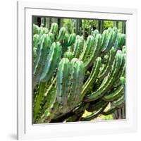 ¡Viva Mexico! Square Collection - Cardon Cactus VI-Philippe Hugonnard-Framed Photographic Print