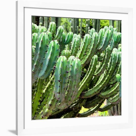 ¡Viva Mexico! Square Collection - Cardon Cactus VI-Philippe Hugonnard-Framed Photographic Print