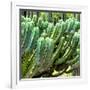 ¡Viva Mexico! Square Collection - Cardon Cactus VI-Philippe Hugonnard-Framed Photographic Print