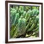 ¡Viva Mexico! Square Collection - Cardon Cactus VI-Philippe Hugonnard-Framed Photographic Print