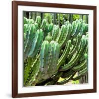 ¡Viva Mexico! Square Collection - Cardon Cactus VI-Philippe Hugonnard-Framed Photographic Print