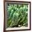 ¡Viva Mexico! Square Collection - Cardon Cactus VI-Philippe Hugonnard-Framed Photographic Print