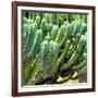 ¡Viva Mexico! Square Collection - Cardon Cactus VI-Philippe Hugonnard-Framed Photographic Print