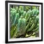 ¡Viva Mexico! Square Collection - Cardon Cactus VI-Philippe Hugonnard-Framed Photographic Print