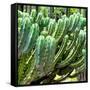 ¡Viva Mexico! Square Collection - Cardon Cactus VI-Philippe Hugonnard-Framed Stretched Canvas